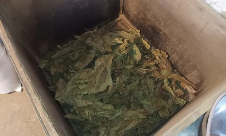 Тютюн листя куплю 230 грн за кг трьохцветка брак - фото № 2