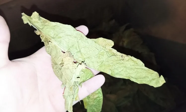 Табачний лист куплю 230 грн за кг некондицію - фото № 1