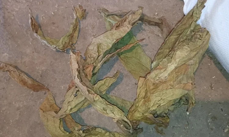 Табачний лист куплю 230 грн за кг некондицію - фото № 2