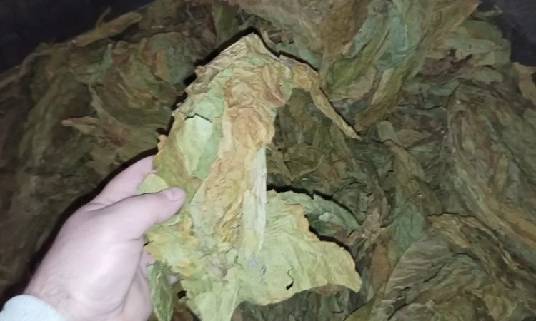 Табачний лист куплю відходи з листа такі як на фотках - фото № 2