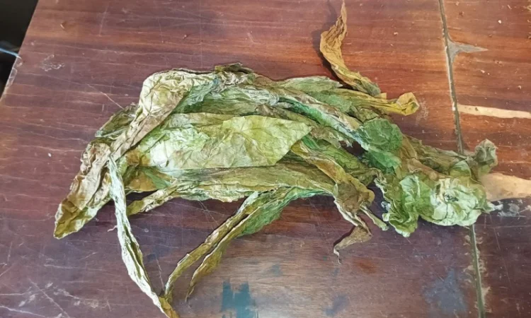 Куплю сировину листа відходи любих сортів тютюну некондиція нестиглий - фото № 2