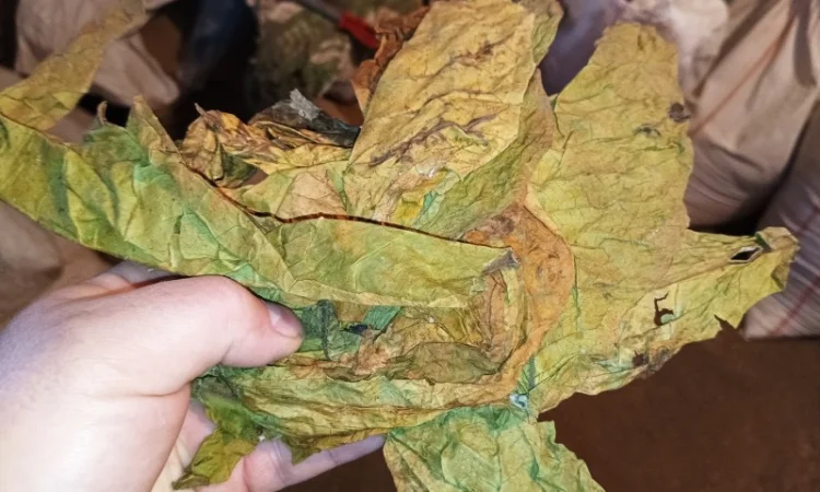 КУПЛЮ лист любих сортів тютюну такий некондиція нестиглий - фото № 2