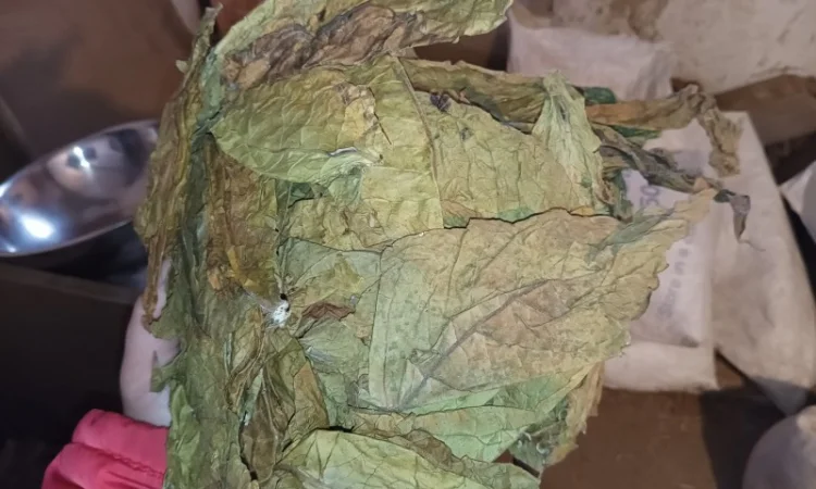 КУПЛЮ лист табака любих сортів такий як на фото некондицію ! рваний - фото № 2