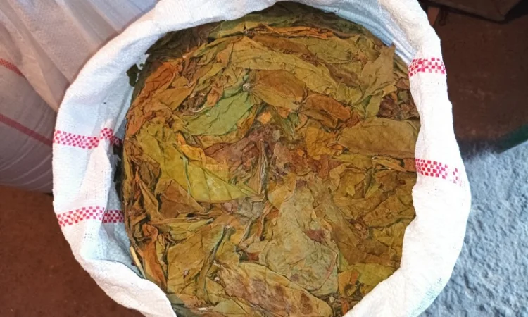 КУПЛЮ лист з тютюнів любих сортів такий як на фото некондицію - фото № 1