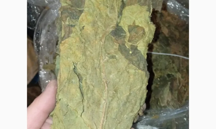 Листок з табака не доспівший зелений берлі - фото № 1