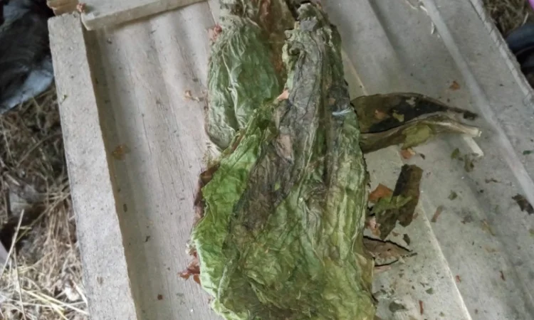 Беру лист трьохцвєтка такий як на фото зеленого кольору 70 грн кг - фото № 1