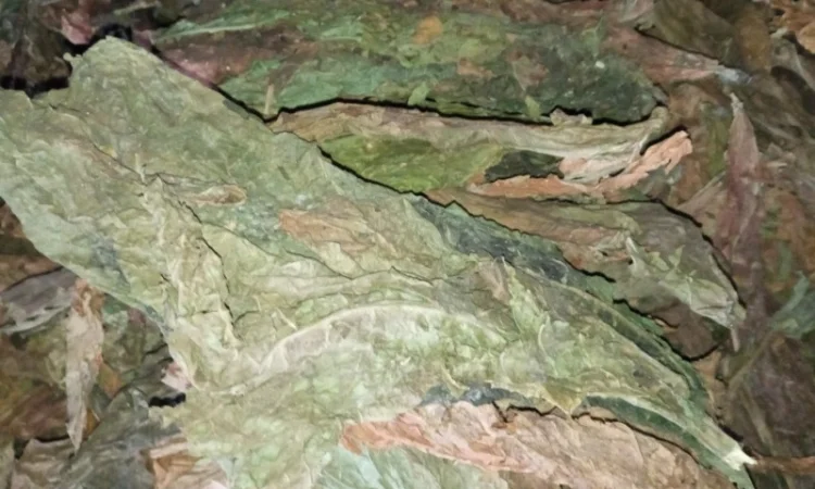 Беру лист трьохцвєтка такий як на фото зеленого кольору 70 грн кг - фото № 3