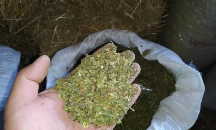 Куплю лист з табака некондиція з різних табаків 170 грн кг відходи з листа - фото № 1