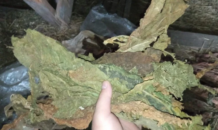 Закуплю лист табака некондицію битий перебитий як на фотках сухий зеленого кольору куплю - фото № 1