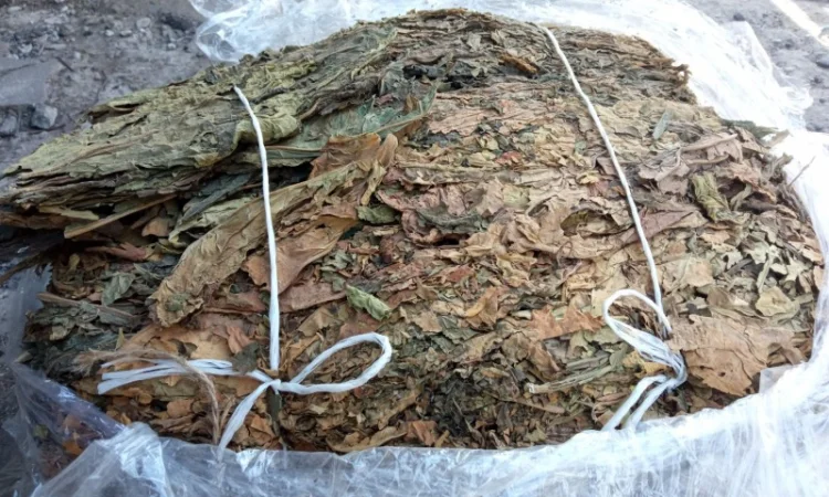 Куплю листок трьохцветка не кондиція переважео зеленкуватий колір з Берлі вірджінії - фото № 1