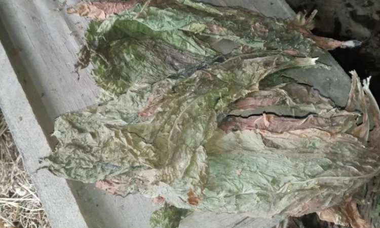 Куплю листок трьохцветка переважео зеленкуватий колір з табака Берлі вірджінія - фото № 2