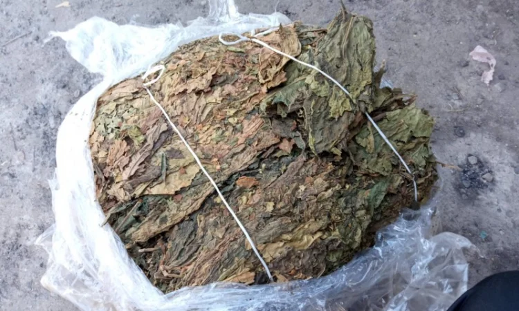 Куплю лист трьохцветка переважео зеленкуватий колір з табака Берлі - фото № 1