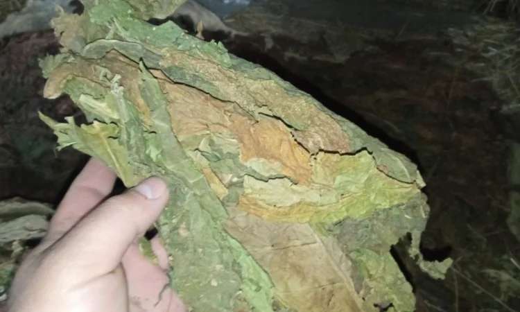 Куплю лист тютюну сухий некондиція зеленкуватого кольору такий як на фото - фото № 1