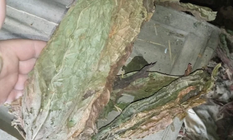 Куплю лист тютюну сухий некондиція зеленкуватого кольору такий як на фото - фото № 2