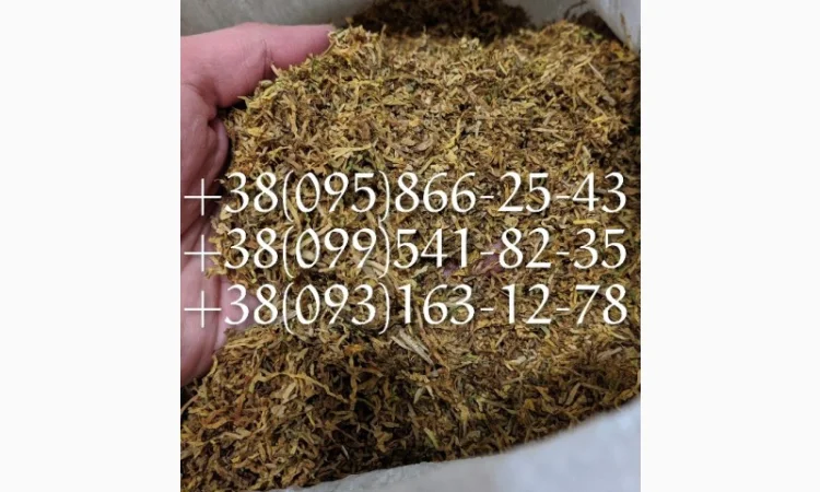 Самосад табак  для  самокруток ! табак берли вирд голд опт сорта табака, табаки болгария - фото № 1