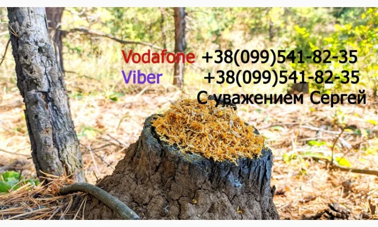 Продам ТАБАК  для  сигарет 1 кг: АКЦІЯ! Вирджиния Голд Фабричный. Вирджиния, Берли, (Бонд, Винстон, Кемел) - фото № 9