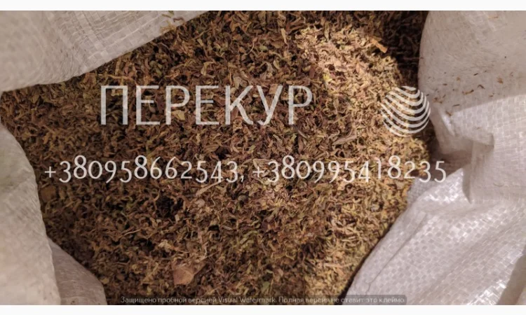 Домашний ТАБАК самосад, махорка - фото № 2