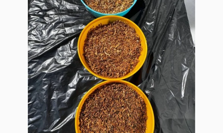 Гавана / Дюбек / Берлі / Вірджинія / Махорка / Кап Блек / Гільзи / Файрбокс - фото № 1