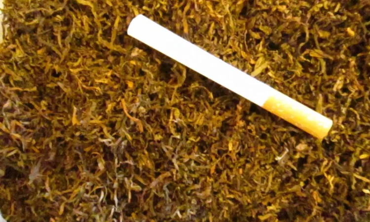 Табак в очень хорошем качестве - фото № 7