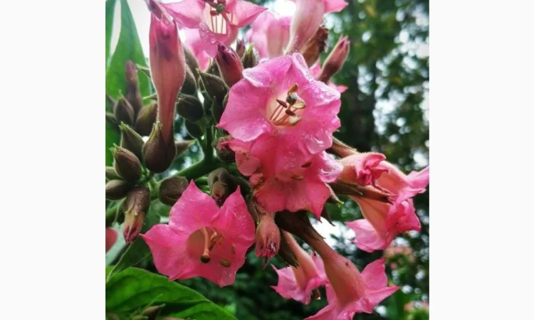 НАСІННЯ ТЮТЮНУ 11-ти поп сортів-Берлі38-46, Ксанті, ГаванаZ992, Махорка, Вірджинія, Герцегов - фото № 2