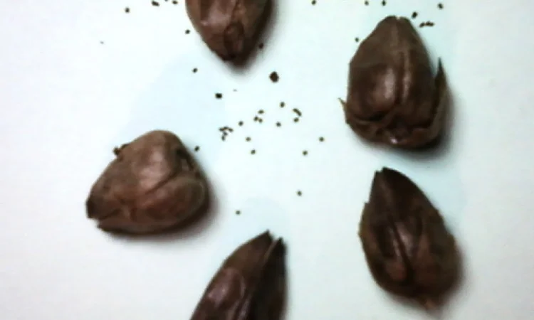 НАСІННЯ ТЮТЮНУ 11-ти поп сортів-Берлі38-46, Ксанті, ГаванаZ992, Махорка, Вірджинія, Герцегов - фото № 4