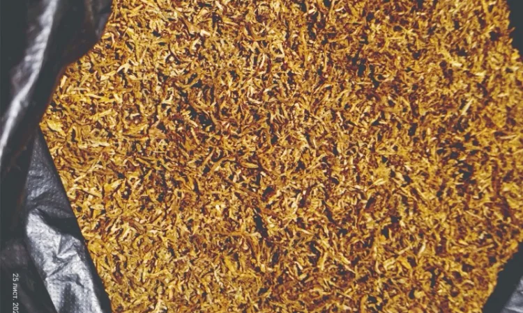 Продам якісний Німецький тютюн Вірджинія HYV 35 (гібридна) для сигарет 1 кг - фото № 5