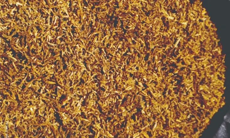 Продам якісний Німецький тютюн Вірджинія HYV 35 (гібридна) для сигарет 1 кг - фото № 6