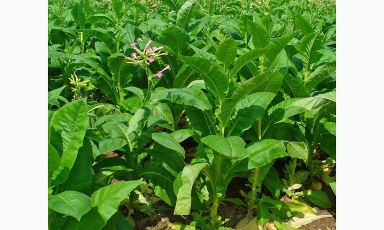 Всем сюда. лучший табак для трубки по самым доступным ценам - фото № 4