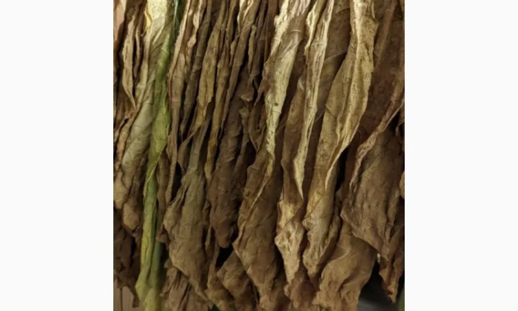 Продам лист табаку для самокруток - фото № 1