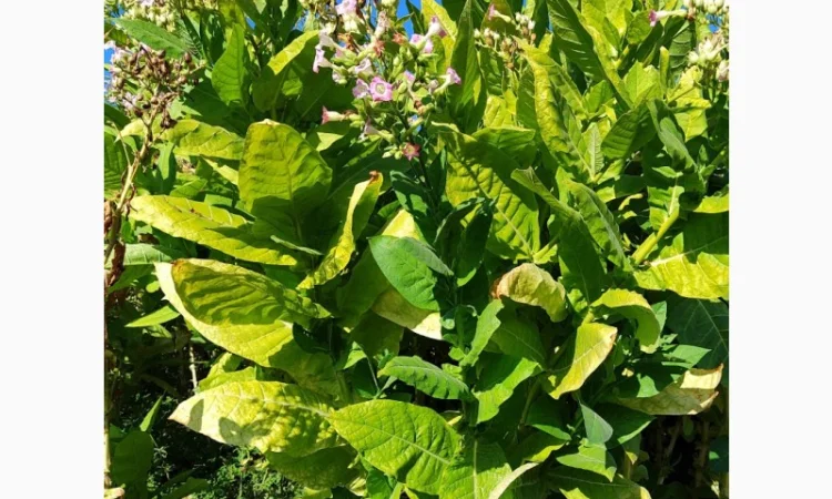 Тютюновий лист- сировина - фото № 1