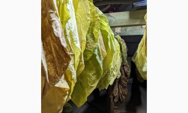 Сортовий тютюновий лист - фото № 1