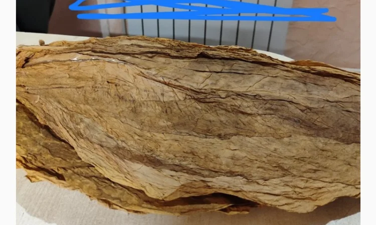 Табачный лист - сухий - фото № 1