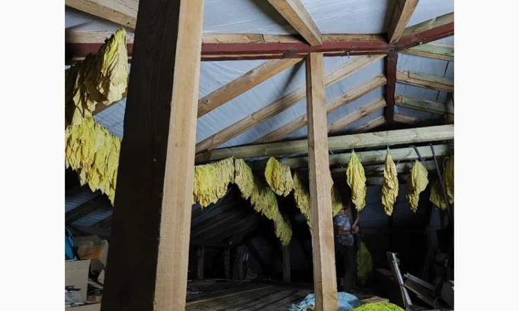 Маємо чітку сировину -тютюновий лист - фото № 1