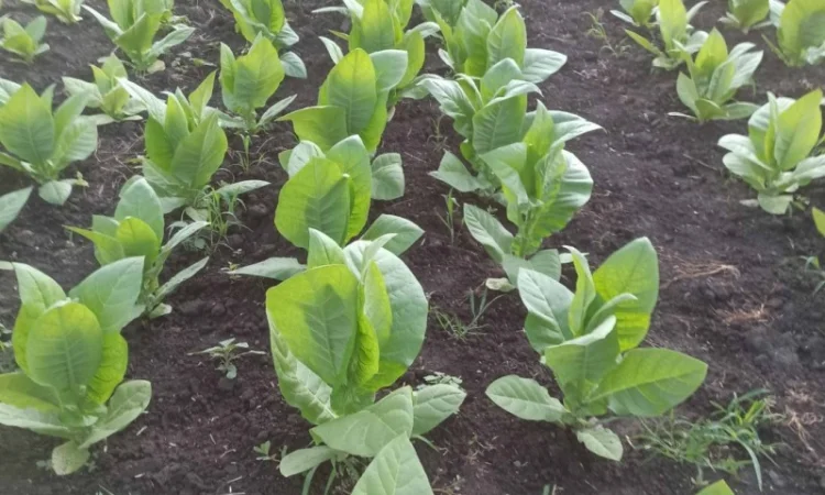 Продаж тютюнового листа - фото № 1