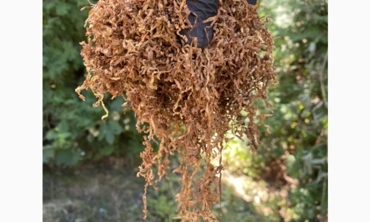 Добрий день!!! Шановні покупці, хочемо запропонувати Вам тільки першосортний тютюн - фото № 6