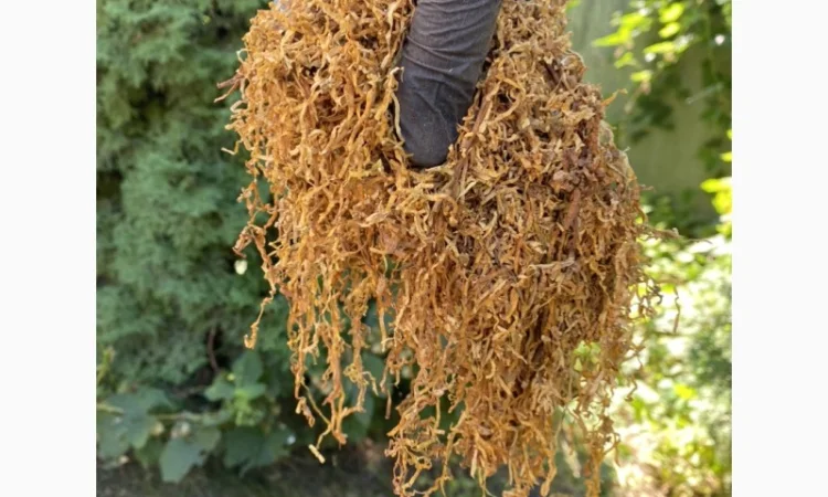 Добрий день!!! Шановні покупці, хочемо запропонувати Вам тільки першосортний тютюн - фото № 7