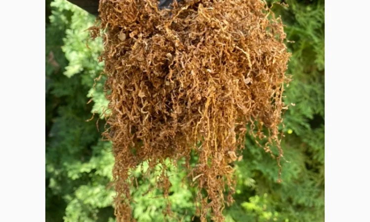 Добрий день!!! Шановні покупці, хочемо запропонувати Вам тільки першосортний тютюн - фото № 9