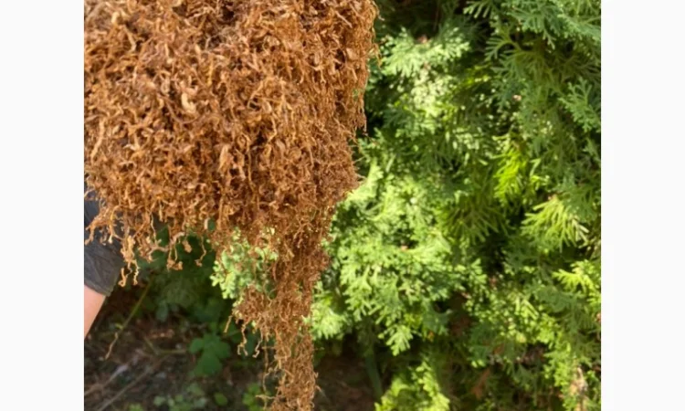 Якісний Імпортний табак! Без пилу і сміття - фото № 12