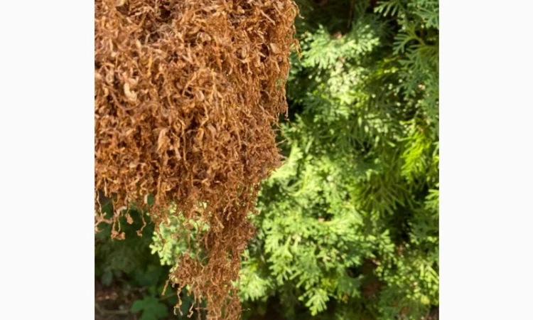 Якісний Імпортний табак! Без пилу і сміття - фото № 9