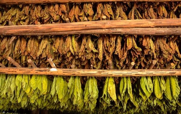 Продам импортный табак Болгария и Турция, лёгкий и средний - фото № 2