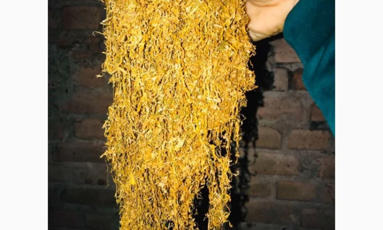 Продам Венгерский крепкий табак ОПТОМ - фото № 5