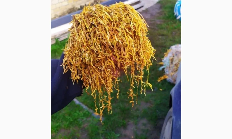 Продам Венгерский крепкий табак ОПТОМ - фото № 6