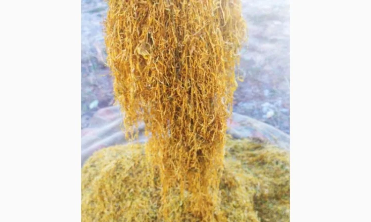 Табак для сигарет 1 кг, Турецкий импортный. Лёгкий. Крепкий. Средний - фото № 7