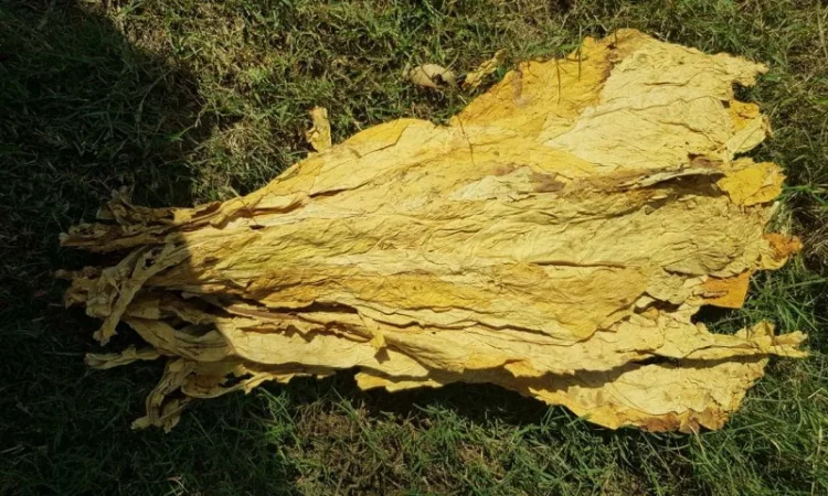 Продам ферментированный табак Вирджиния Голд - фото № 2