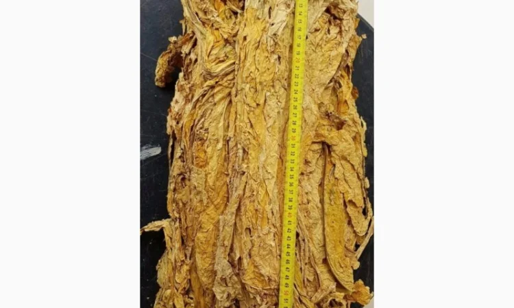 Продам ферментированный табак Вирджиния Голд - фото № 5