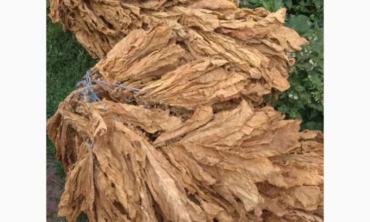 Продам табак для сигарет 1 кг - фото № 2