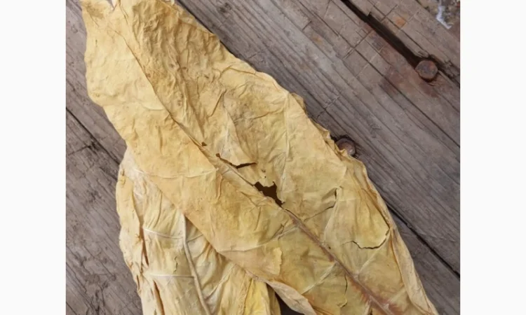 Продам качественный Болгарский табак Золотое руно - фото № 7