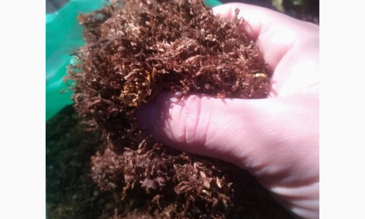 Продам тютюн для сигарет 1 кг, різних сортів - фото № 2