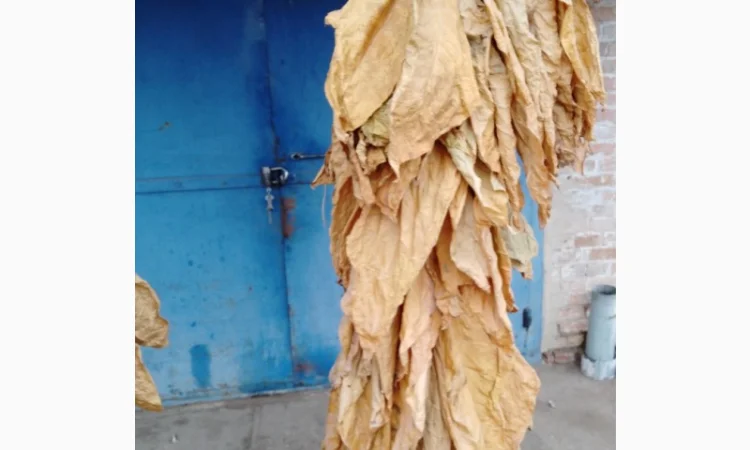 Продам табачний лист сорт Вірджинія, Берли - фото № 2