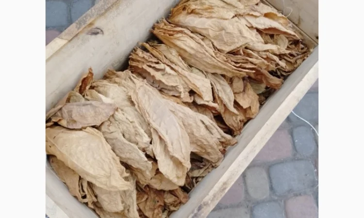 Продам табачний лист сорт Вірджинія, Берли - фото № 3